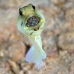 jawfish_yellowhead_dd_fc_v_0439_tci1642.jpg